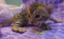 June 26 ~ 3 weeks