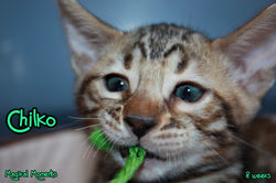 8 weeks ~ Aug 22