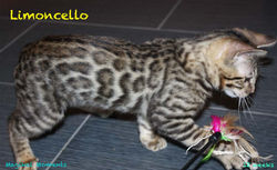 12 weeks ~ Oct 21