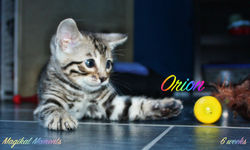 6 weeks ~ Dec 2