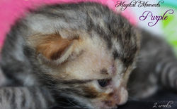 2 weeks ~ August 11