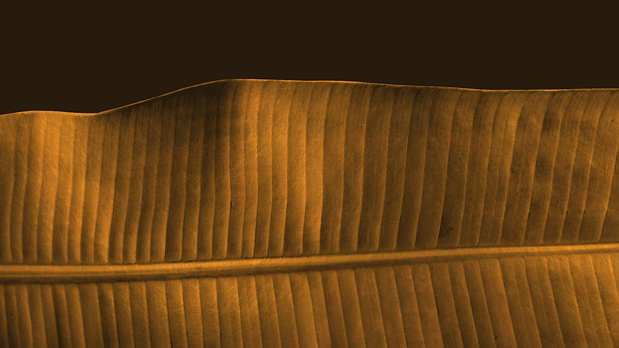 Brown Leaf