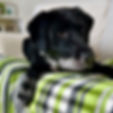 Dam Charlotte - English Black Lab