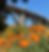 Karol Franks_internal use only_CO Street Bridge with poppies.png