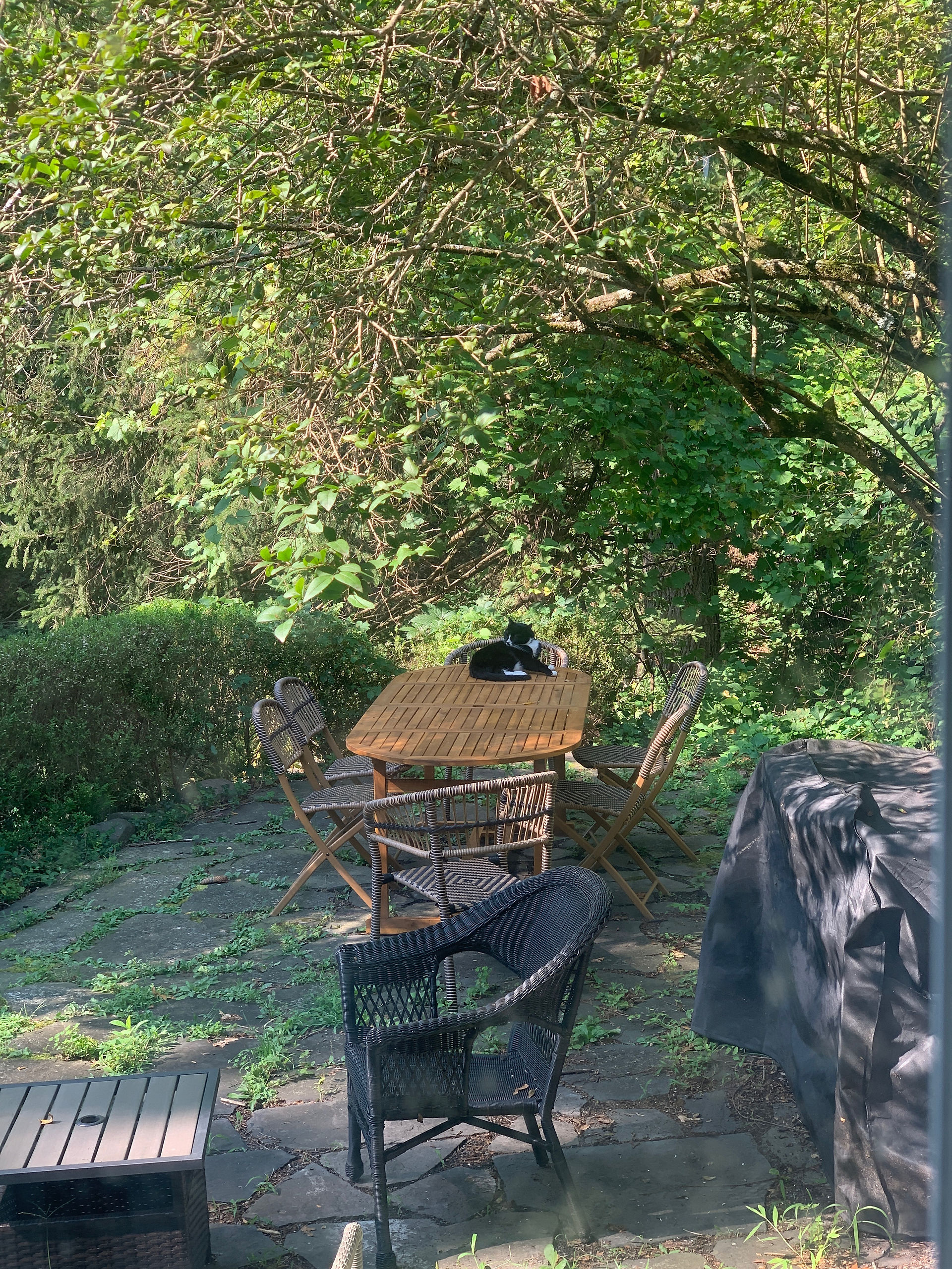 The cat thought the place was hers…but very friendly.