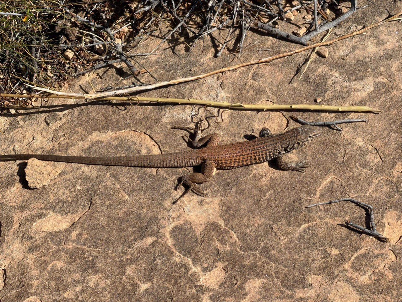 A very pretty lizard.