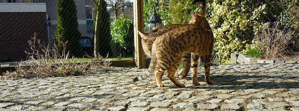 Savannah kittens te koop.JPG