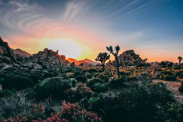 Joshua Tree national park driving tour