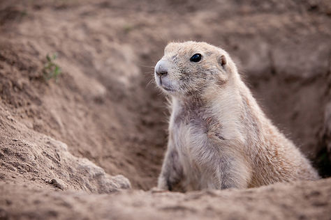 4 Fountain Court Square.jpg