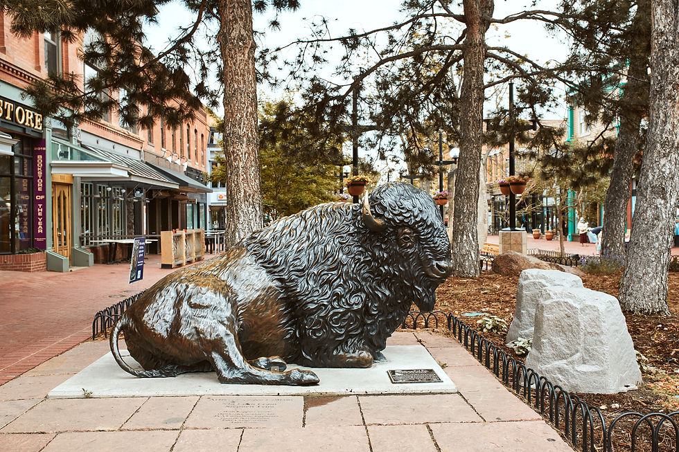 Boulder Buffalo Bison