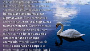 O que os patos nos ensinam sobre emoções?
