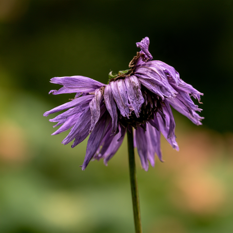 The Fading Flower: The Rank God Already Reversed