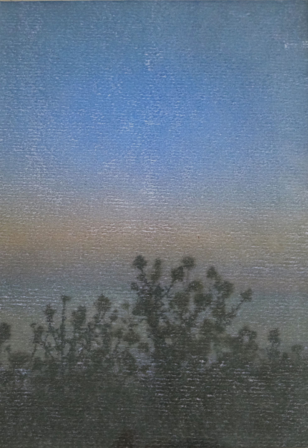Sunset Thistles