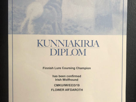 Flower Ar'Daroth was granted the title of Finnish coursing champion!