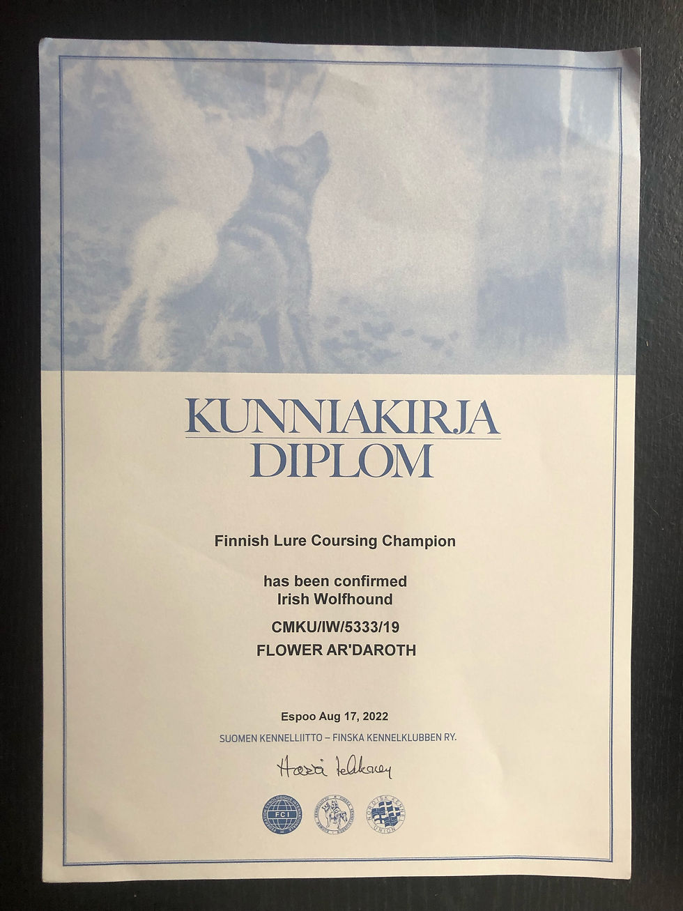 Flower Ar'Daroth was granted the title of Finnish coursing champion! 
