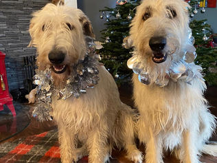 Merry Christmas 2022