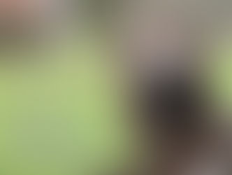 We wish everyone a wonderful Christmas and a happy new year from the Awarta IW kennel 🎄❤️✨