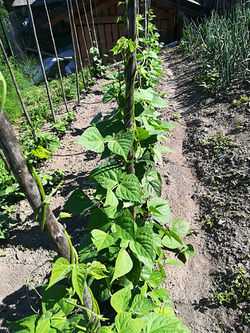 Struttura ecosostenibile (11)