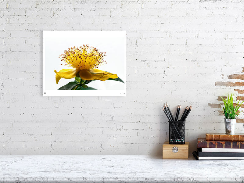 Thumbnail: Pure Botanicals: Gilded Horizon