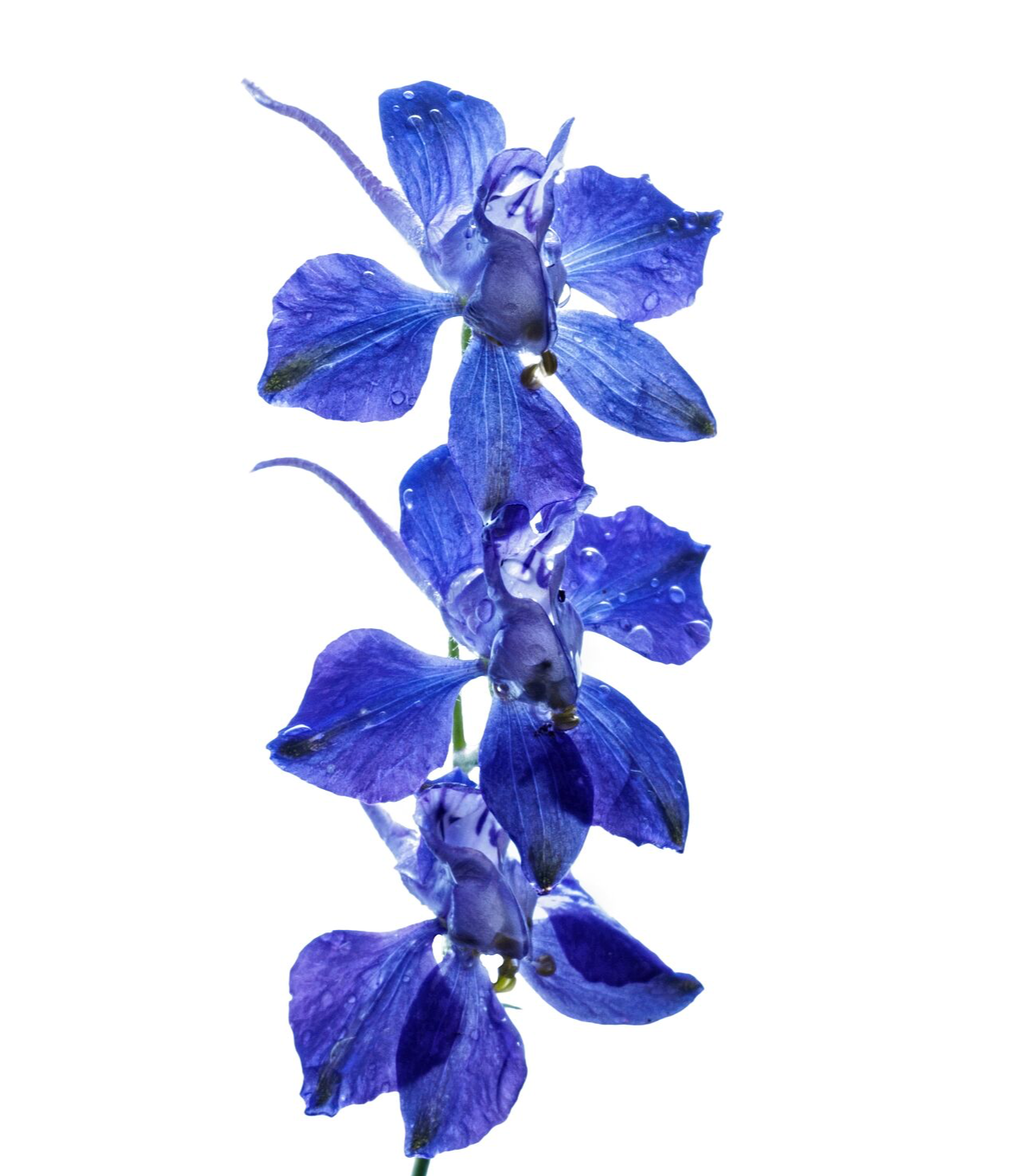 Pure Botanicals: Cobalt Tower