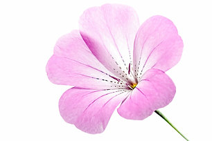 Pure Botanicals: Pink Translucence