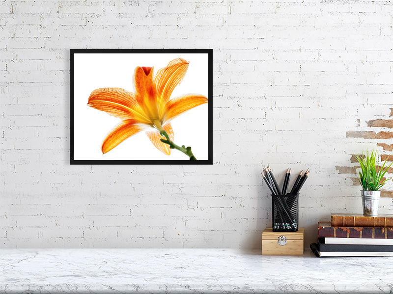 Thumbnail: Pure Botanicals: Golden Flare
