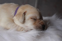 Olga - Collier Violet