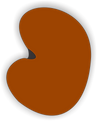 Castanha - COR.png