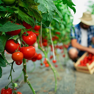 tomates-y-pepinos-en-totolapan-morelos.jpg