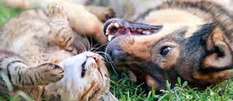 chien chat.jpeg