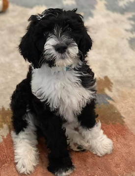 Zoey 2.jpg