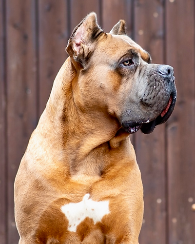 Force Pride Valter, Cane Corso Italiano Rüde bei Shadow of Empire