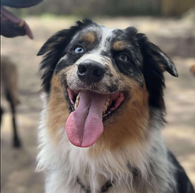 Dog Training, Private Lessons, Pearland, Puppies, In Home, Positive Reinforcement