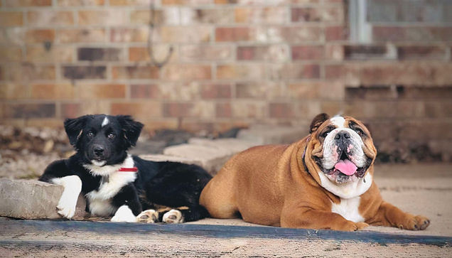 494814865_1208616697309468_3829834580049478014_n (1).jpg