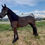 Thumbnail: Roaske Dahlia VHB - Well bred 4 yr old Friesian mare