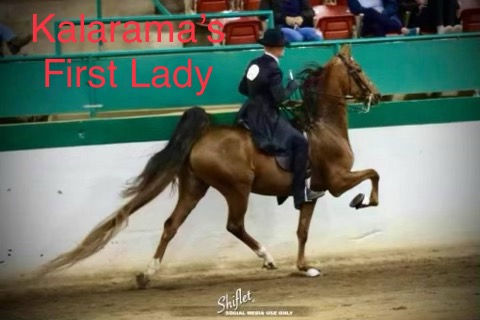 Top pregnant mare - Kalarama’s First Lady, was 5 Gaited & Drove