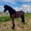 Thumbnail: Roaske Dahlia VHB - Well bred 4 yr old Friesian mare