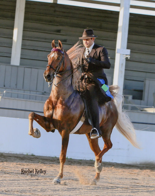 Thumbnail: Top Broodmare - Kalarama’s First Lady, was 5 Gaited & Drove / in foal to Bob