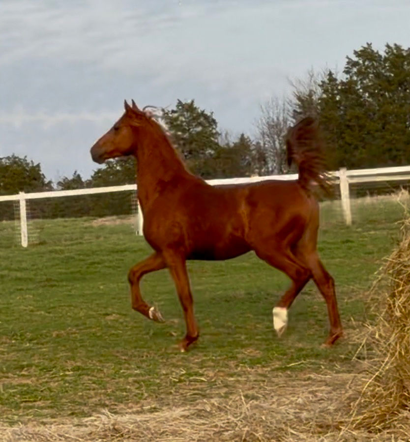 Thumbnail: Ravenscroft Silverstride