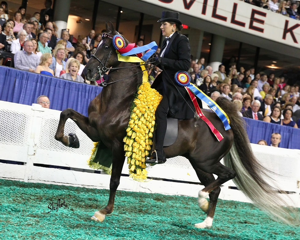 Thumbnail: Top Broodmare - Kalarama’s First Lady, was 5 Gaited & Drove / in foal to Bob