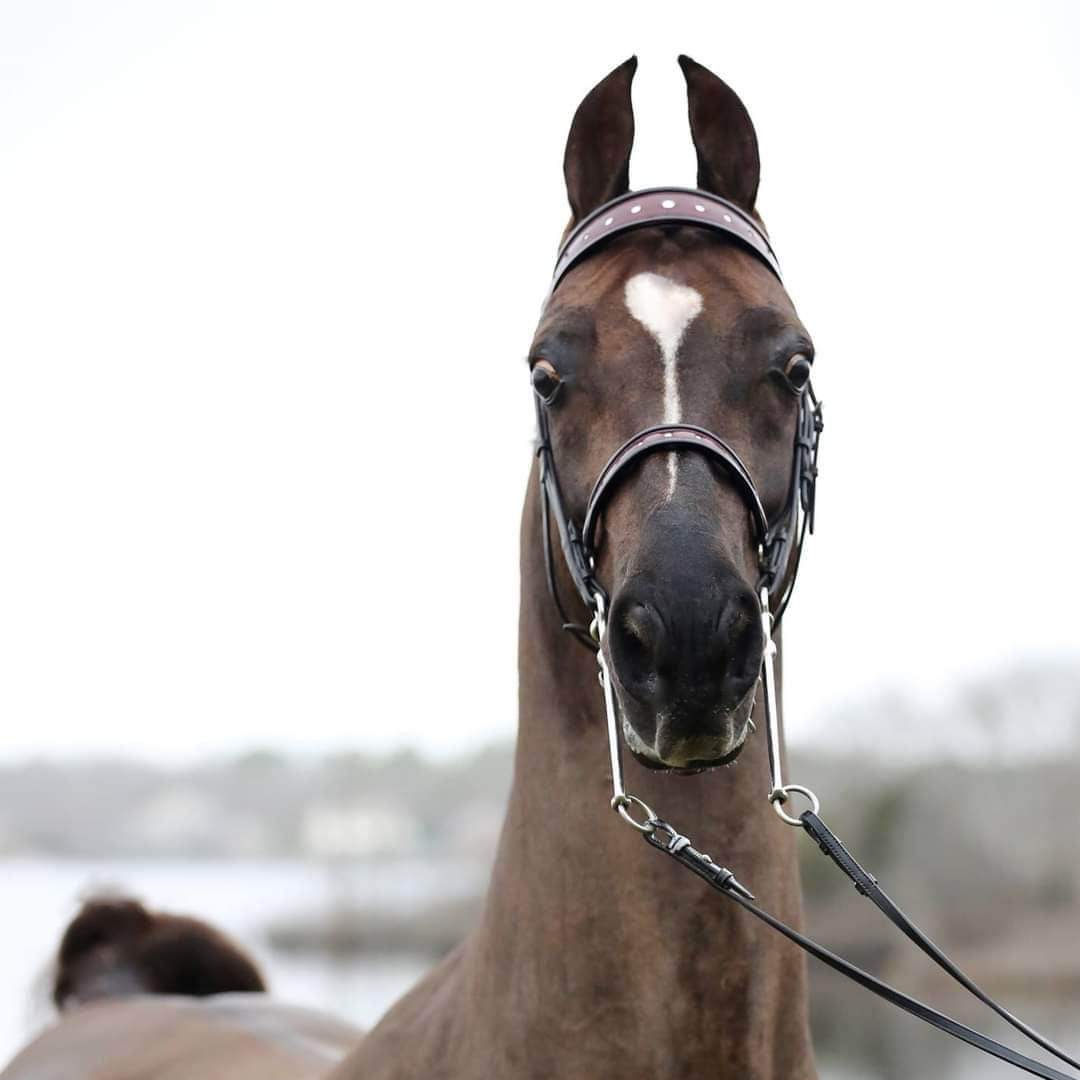 WGC Sir Silver Knight