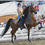 Thumbnail: Breeding to WCC sire, WC Bob Bobaloo