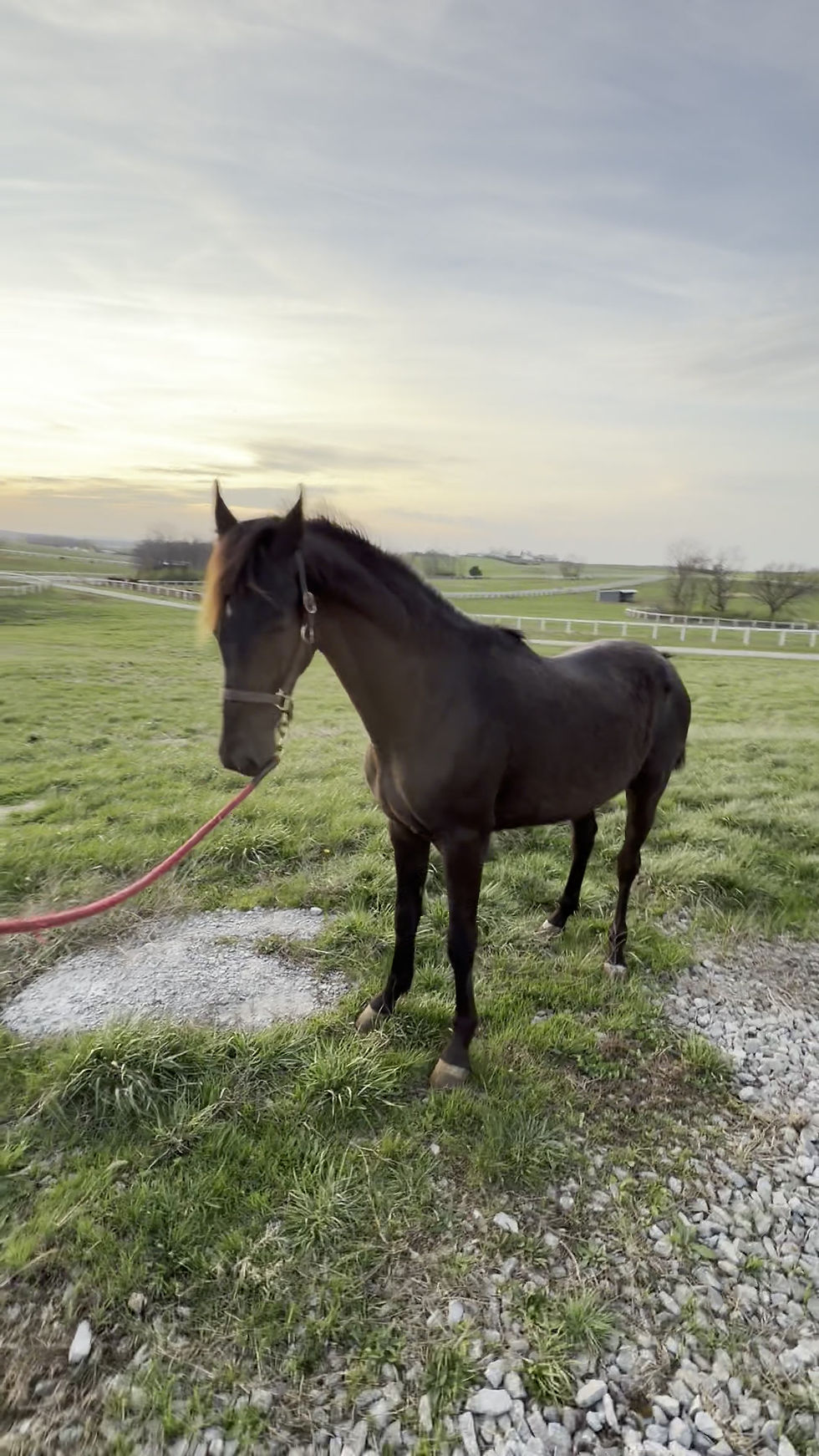 Thumbnail: SOLD - Ravenscroft Night Heir - 2024 extremely well breed colt