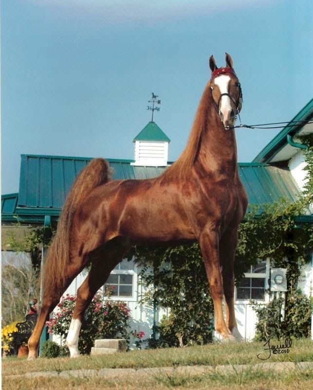 Thumbnail: Frozen semen ICSI straw to RWC sire, Simbara's Rio Bravo