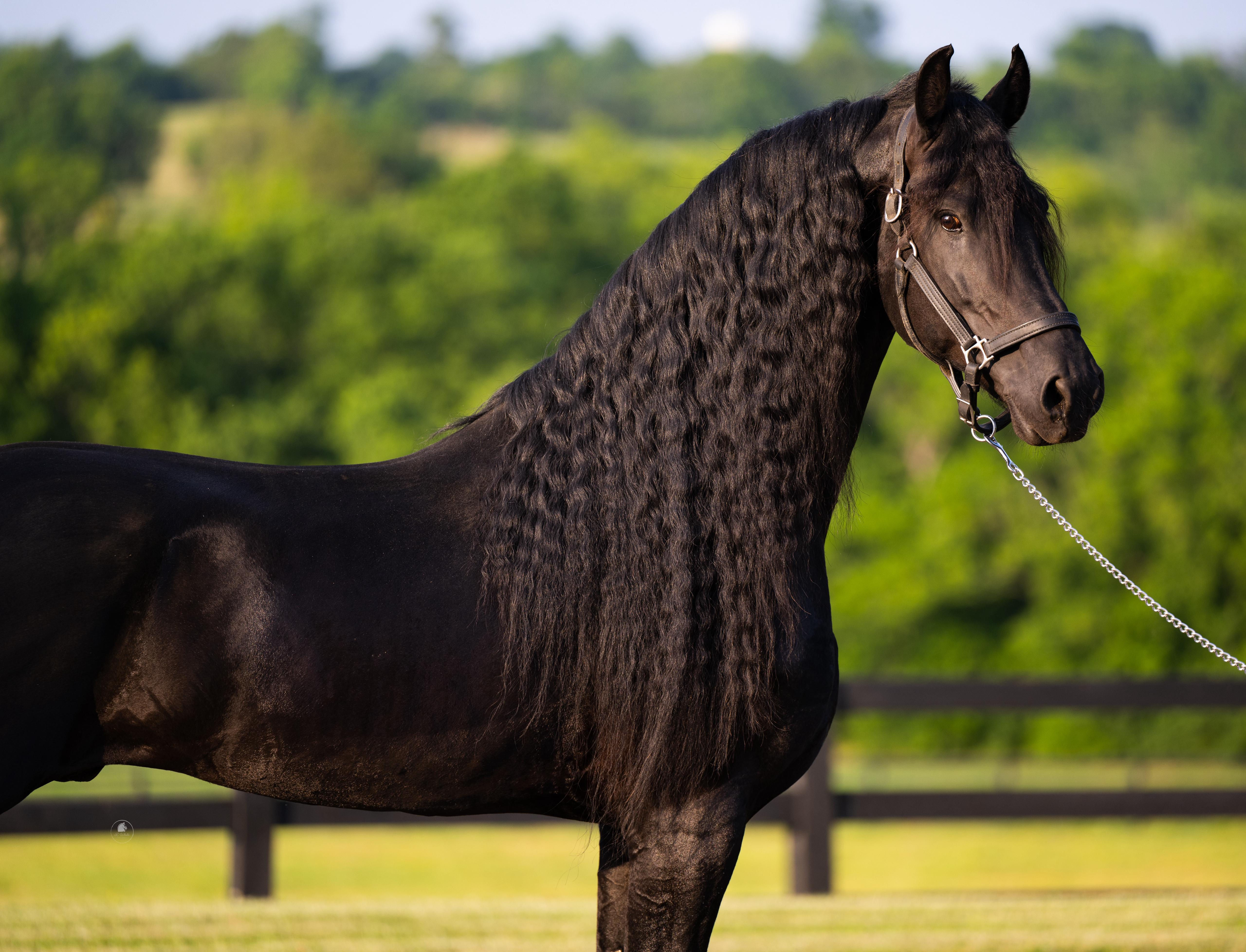 "FLORIS" - YOUR DREAM SHOW STER FRIESIAN GELDING AWAITS!