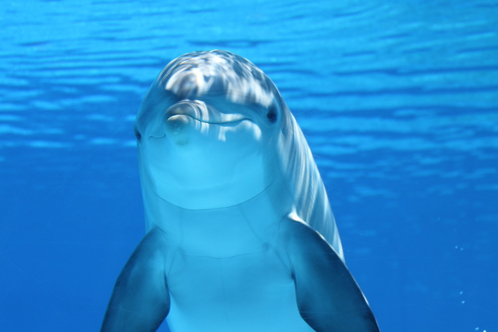 How Smart are Dolphins?