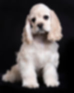 AMERICAN COCKER SPANIEL