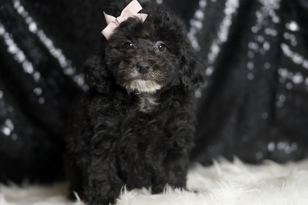 Shirley 💖 AKC Poodle - Girl