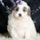 Thumbnail: Hannah 💖 F1BB Mini Goldendoodle - Girl