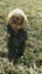 Thumbnail: Icy 💙 F1 Cavapoo - Male